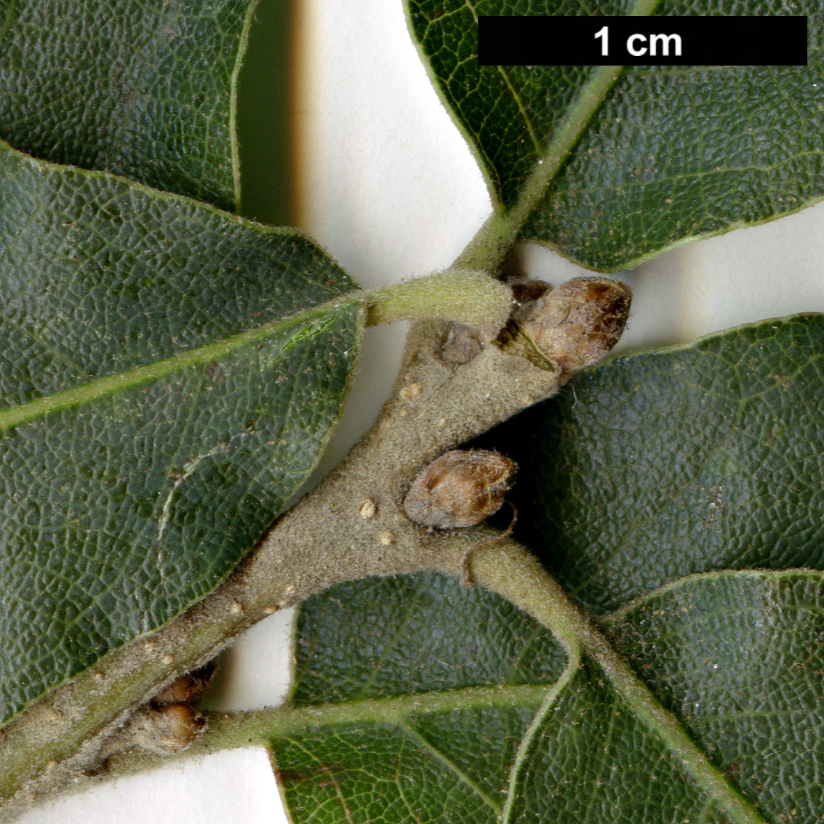 High resolution image: Family: Fagaceae - Genus: Quercus - Taxon: ×undulata - SpeciesSub: 'Prairie Fire' (Q.gambelii × Q.grisea)